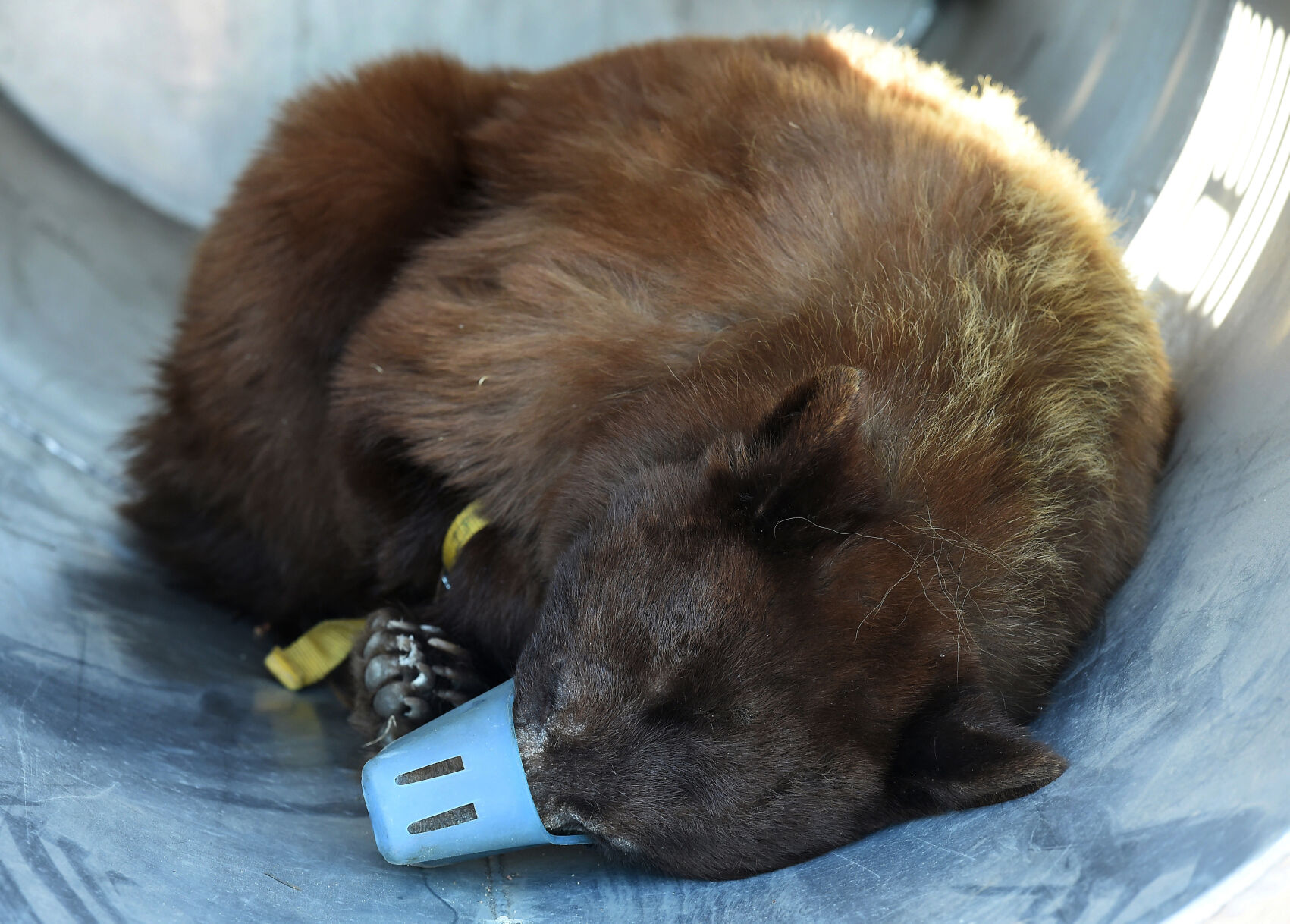 043121-news-bear 18.JPG